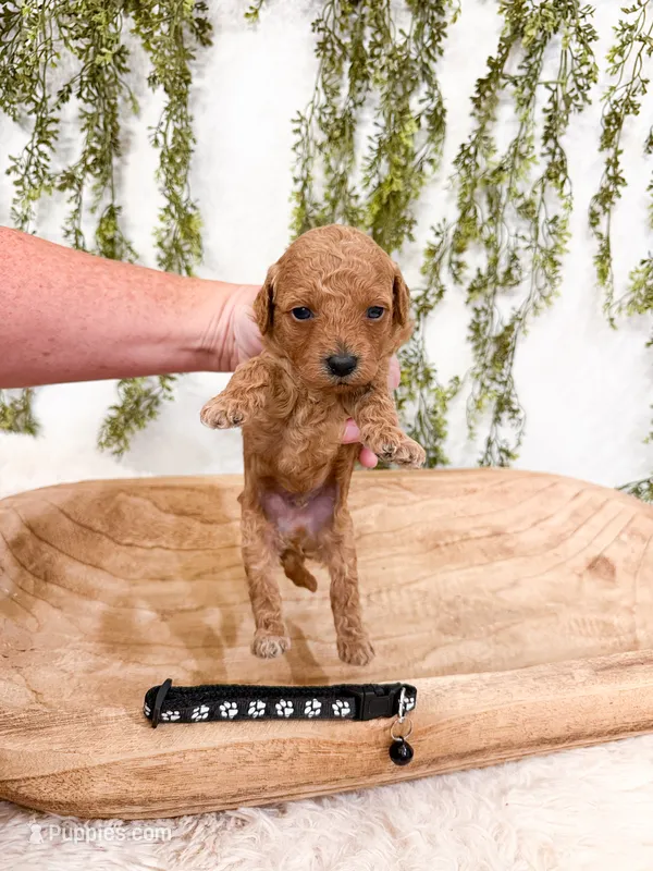 Graham – Poodle - Miniature  puppy for sale in Mobile, AL