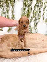Graham, a male Poodle - Miniature  for sale in Mobile, AL – 1 of 2