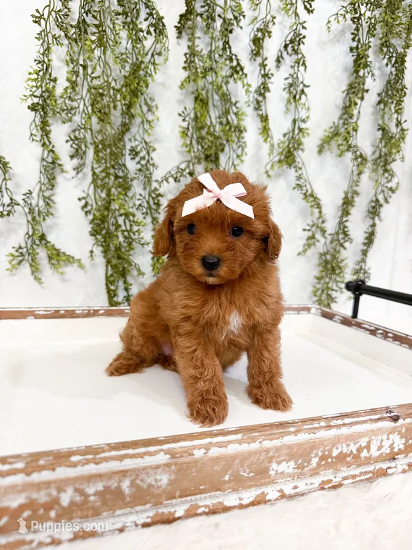 Micro Coral – Cavapoo, Poodle - Toy  puppy for sale in Mobile, AL