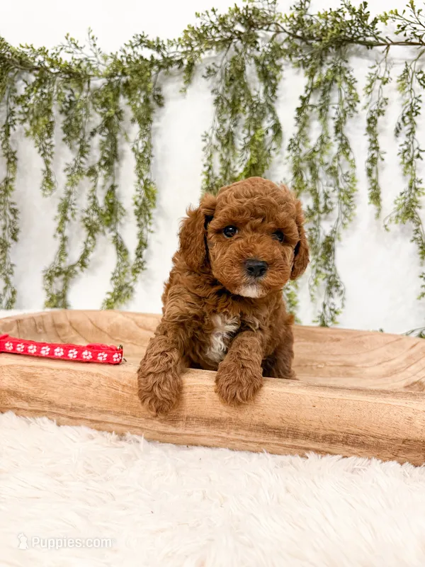 Huckleberry – Poodle - Miniature , Miniature Goldendoodle puppy on hold in Mobile, AL