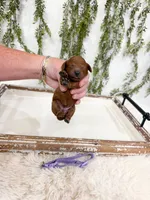 Cindy Lou - Micro Mini, a female Cavapoo for sale in Mobile, AL – 1 of 1