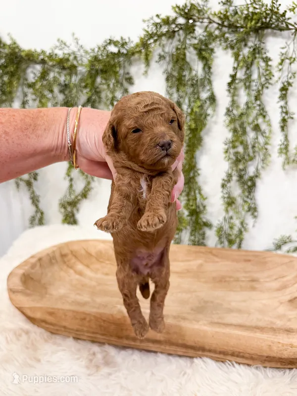 Buzz – Miniature Goldendoodle puppy for sale in Mobile, AL
