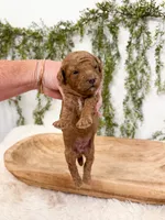 Buzz, a male Miniature Goldendoodle for sale in Mobile, AL – 1 of 1