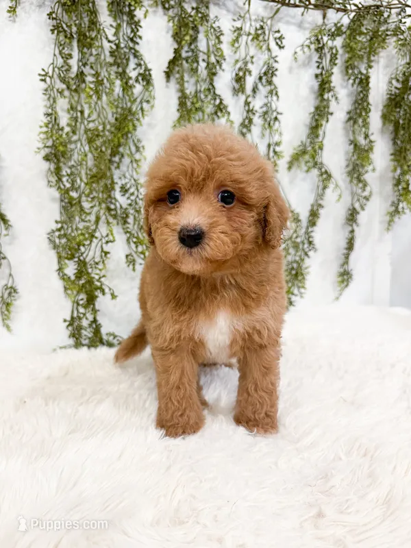 Bear – Poodle - Miniature , Miniature Goldendoodle puppy for sale in Mobile, AL