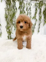 Bear, a male Poodle - Miniature  and Miniature Goldendoodle for sale in Mobile, AL – 2 of 5