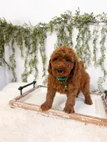 Gooseberry, a male Poodle - Miniature  and Miniature Goldendoodle for sale in Mobile, AL – 2 of 7