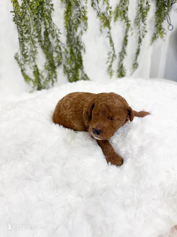 Huckleberry – Poodle - Miniature , Miniature Goldendoodle puppy for sale in Mobile, AL