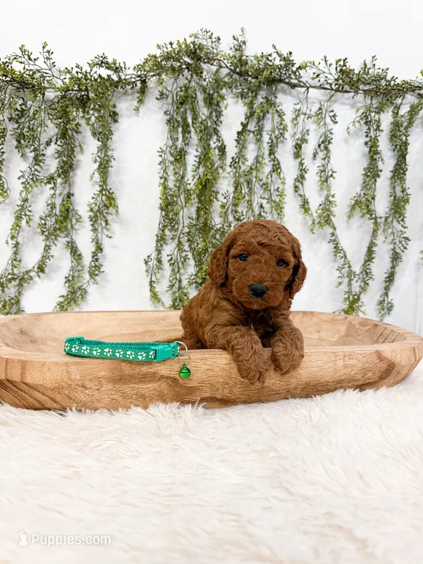 Gooseberry – Poodle - Miniature , Miniature Goldendoodle puppy for sale in Mobile, AL