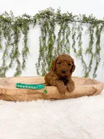 Gooseberry, a male Poodle - Miniature  and Miniature Goldendoodle for sale in Mobile, AL – 4 of 7