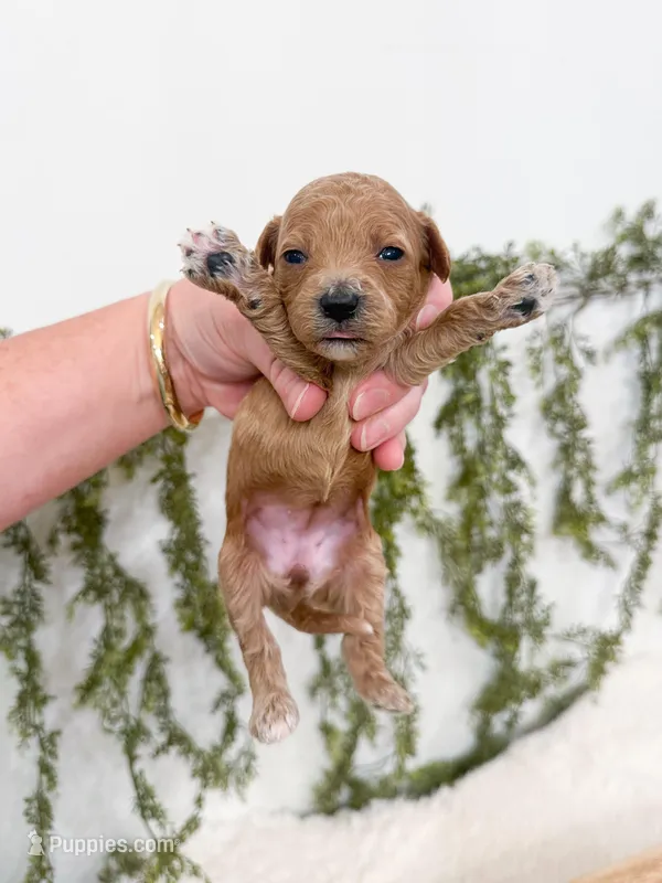 Honey – Cavapoo puppy for sale in Mobile, AL