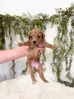 Honey, a female Cavapoo for sale in Mobile, AL – 4 of 5