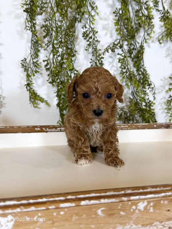 Honey – Cavapoo puppy on hold in Mobile, AL