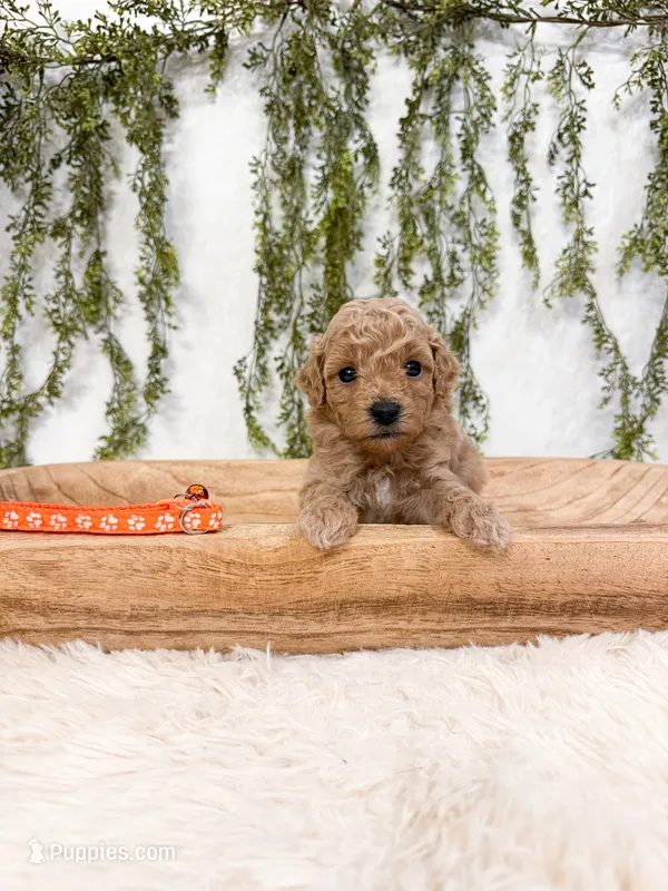 Waffles – Poodle - Miniature  puppy for sale in Mobile, AL