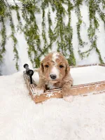 Hans, a male Goldendoodle for sale in Mobile, AL – Photo 3 of 3