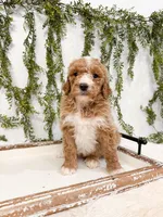 Hans, a male Goldendoodle for sale in Mobile, AL – Photo 1 of 3