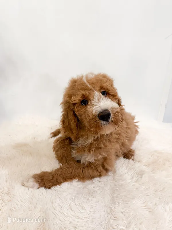 Hans – Goldendoodle puppy for sale in Mobile, AL