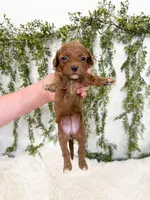 Daisy, a female Cavapoo for sale in Mobile, AL – 4 of 5