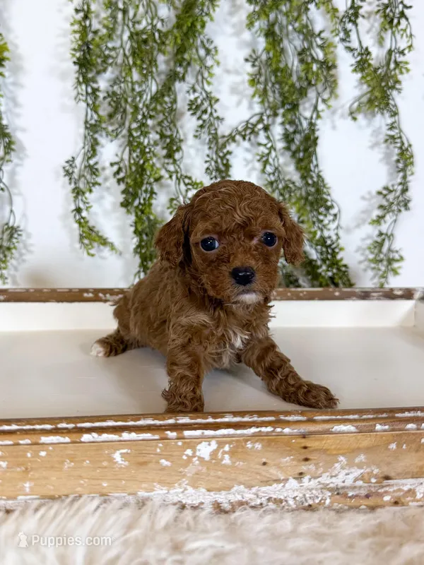 Daisy – Cavapoo puppy for sale in Mobile, AL