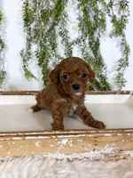 Daisy, a female Cavapoo for sale in Mobile, AL – 3 of 5