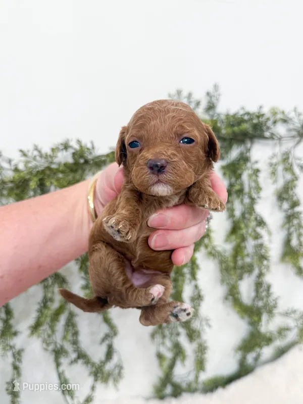 Daisy – Cavapoo puppy for sale in Mobile, AL