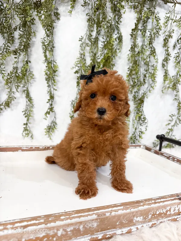 Maple – Poodle - Miniature  puppy for sale in Mobile, AL