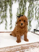 Maple, a female Poodle - Miniature  for sale in Mobile, AL – 1 of 5