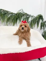 Sugarplum Mini Poodle, a female Poodle - Miniature  for sale in Mobile, AL – Photo 2 of 4