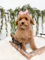 Sugarplum Mini Poodle, a female Poodle - Miniature  for sale in Mobile, AL – Photo 1 of 4