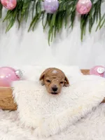 Sugarplum Mini Poodle, a female Poodle - Miniature  for sale in Mobile, AL – Photo 4 of 4