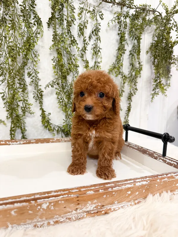 Leo – Cavapoo puppy for sale in Mobile, AL