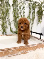 Leo, a male Cavapoo for sale in Mobile, AL – 1 of 4