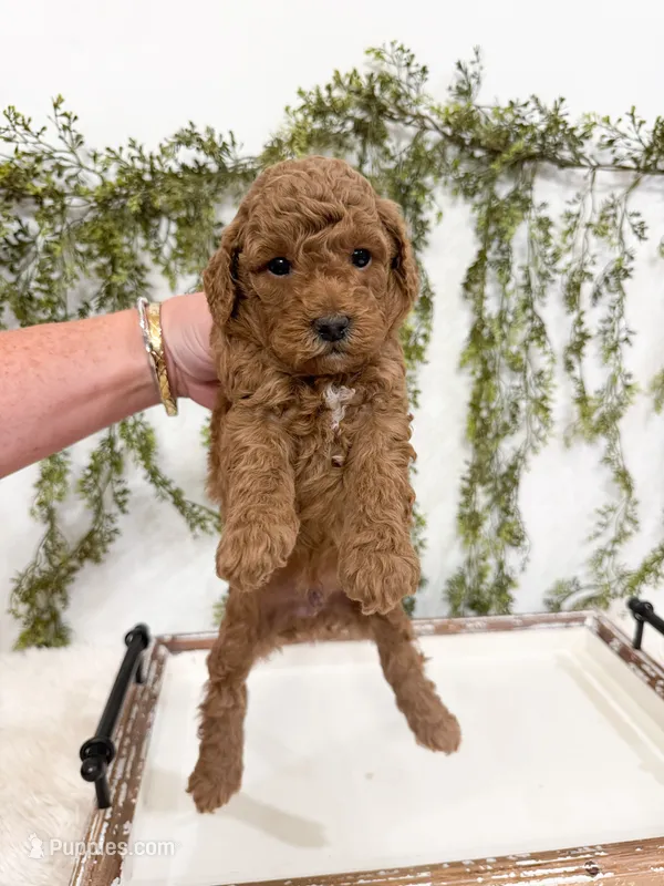 Buzz – Miniature Goldendoodle puppy for sale in Mobile, AL