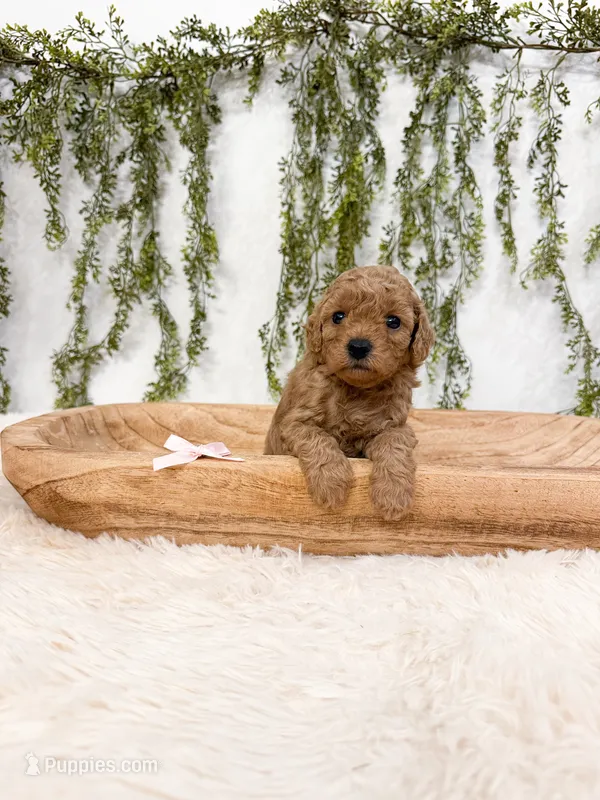 Toffee – Poodle - Miniature  puppy for sale in Mobile, AL