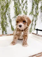 Miles, a male Cavapoo for sale in Mobile, AL – 3 of 6