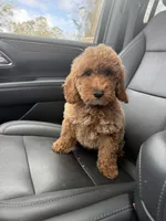 Gabe, a male Poodle - Miniature  and Miniature Goldendoodle for sale in Mobile, AL – Photo 2 of 3
