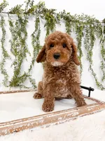 Gabe, a male Poodle - Miniature  and Miniature Goldendoodle for sale in Mobile, AL – Photo 3 of 3