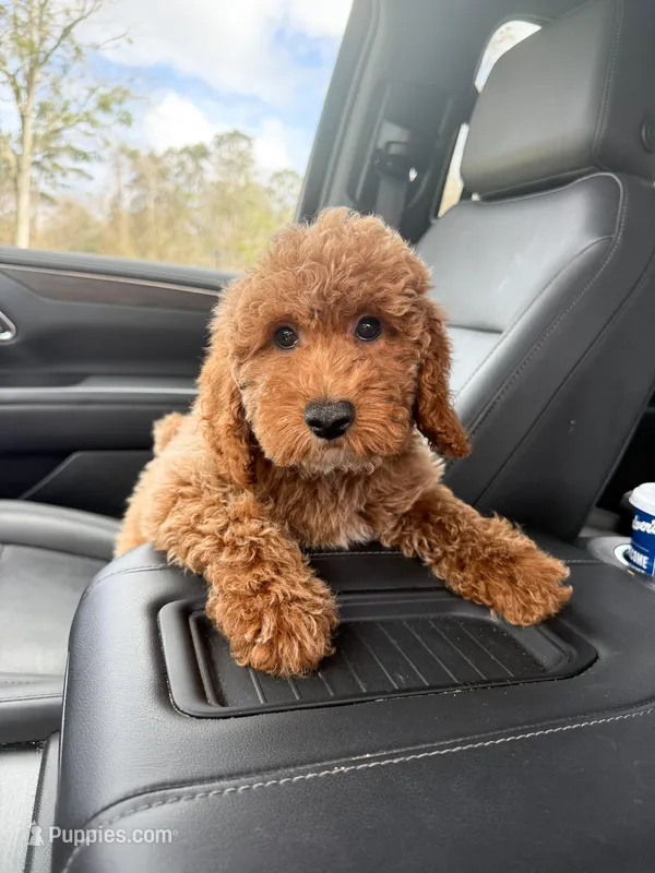 Gabe – Poodle - Miniature , Miniature Goldendoodle puppy for sale in Mobile, AL