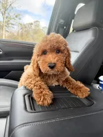 Gabe, a male Poodle - Miniature  and Miniature Goldendoodle for sale in Mobile, AL – Photo 1 of 3