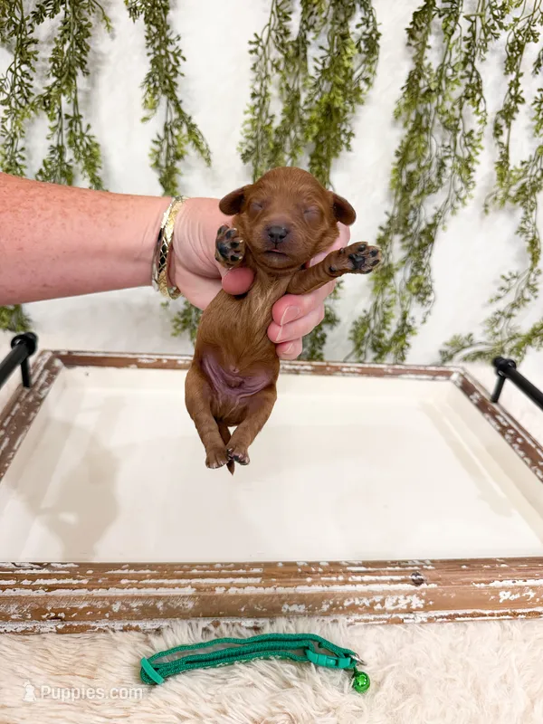 Augustus – Cavapoo puppy for sale in Mobile, AL