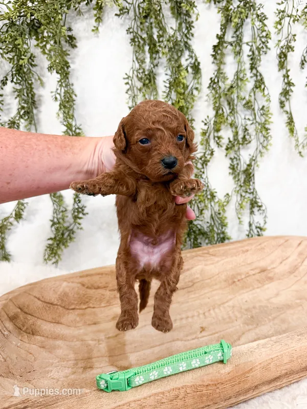 S’mores – Poodle - Miniature  puppy for sale in Mobile, AL