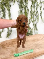 S’mores, a male Poodle - Miniature  for sale in Mobile, AL – 1 of 1