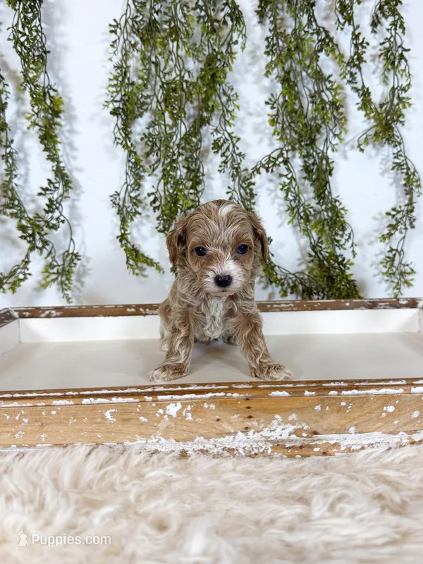 Miles – Cavapoo puppy for sale in Mobile, AL