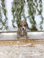 Miles, a male Cavapoo for sale in Mobile, AL – 4 of 6