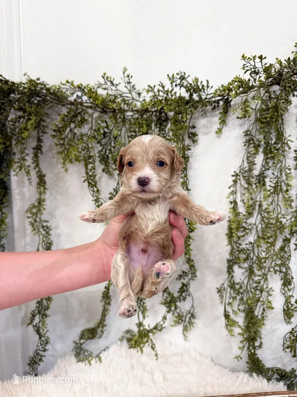 Miles – Cavapoo puppy for sale in Mobile, AL