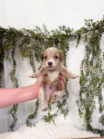 Miles, a male Cavapoo for sale in Mobile, AL – 5 of 6