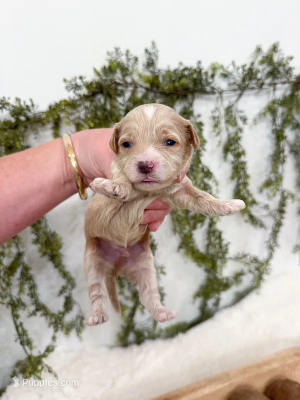 Miles – Cavapoo puppy for sale in Mobile, AL