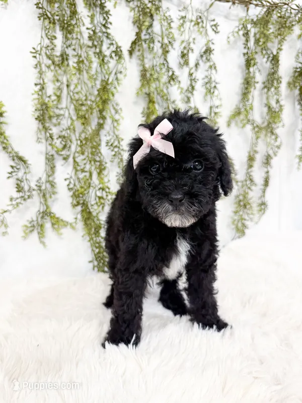 Luna – Poodle - Miniature , Miniature Goldendoodle puppy for sale in Mobile, AL
