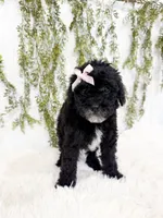 Luna, a female Poodle - Miniature  and Miniature Goldendoodle for sale in Mobile, AL – 2 of 5