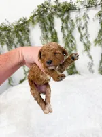Strawberry, a female Poodle - Miniature  and Miniature Goldendoodle for sale in Mobile, AL – 2 of 3