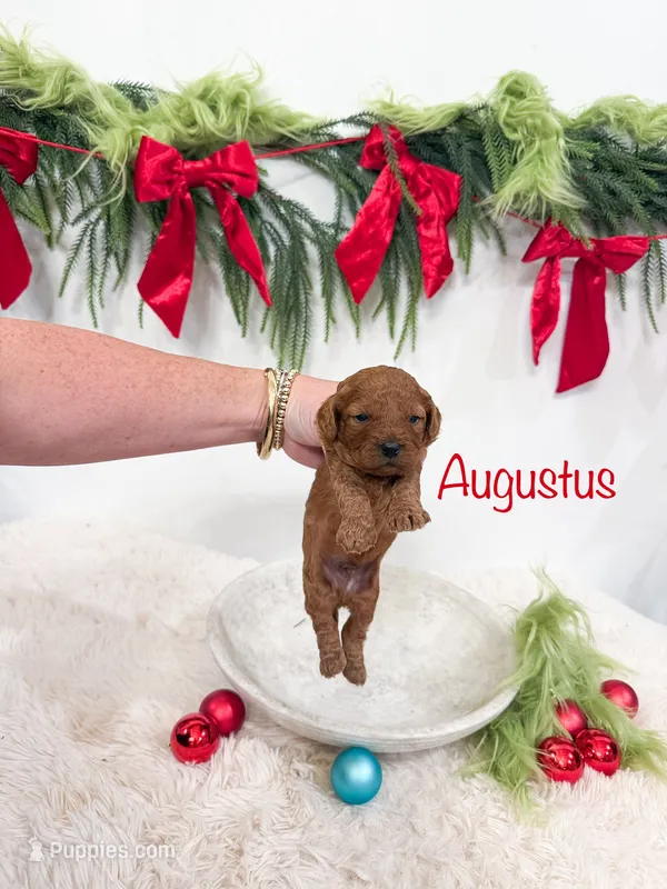 Micro Mini “Augustus” – Cavapoo puppy for sale in Mobile, AL
